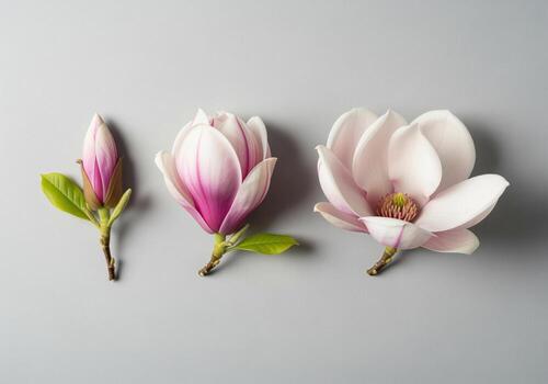 Magnolia flower life stages from bud to full bloom on a clean gray background photo