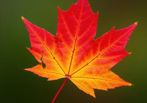 Vibrant red and yellow maple leaf in autumn against a dark green background photo