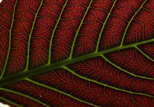 Close up macro view of a vibrant red leaf with intricate green venation and detailed texture photo