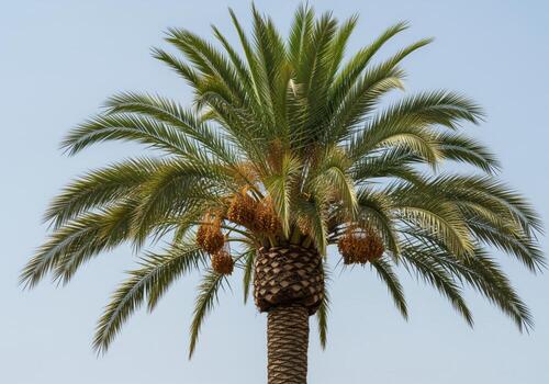 un sorprendentes, detallado botánico imagen regalos un solitario, elegante fecha palma árbol con maduro Fruta foto
