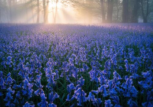 Luminous bluebell field in misty forest with sun rays at spring dawn photo