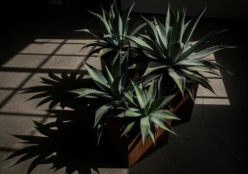 Cinematic close up of three large agave plants with dramatic shadows photo
