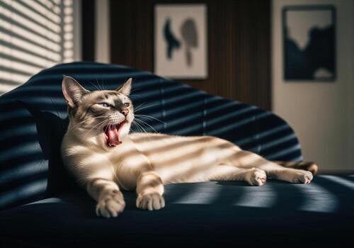 Siamese cat yawning widely, stretching lazily on a dark sofa in sunlight photo