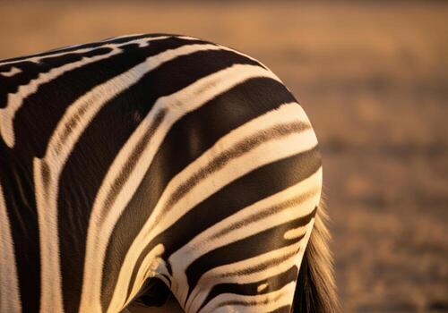 Detailed close up of a zebra iconic black and white striped fur pattern photo