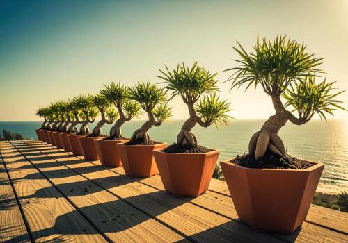 Line of stylized bonsai trees in geometric pots basking in golden sunlight by the sea. photo