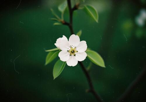 Close up of a single white pear blossom flower blooming on a branch in spring. photo