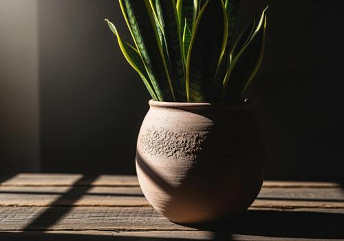 Sculptural snake plant in a rustic clay pot illuminated by dramatic window light. photo