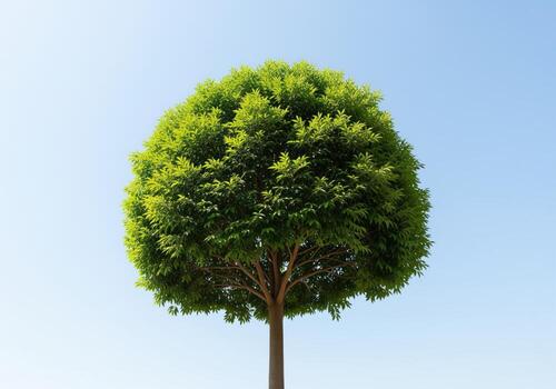 Perfectly symmetrical lush green tree with dense rounded canopy photo