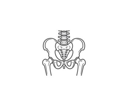 Pelvic Structure Diagram A detailed anatomical illustration showcasing the structure of the pelvis, focusing on its intricate form and essential elements. vector