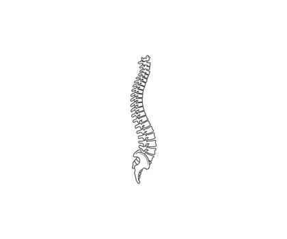 Skeleton Spine An illustration of a spine, showcasing the intricate structure of the human backbone. vector