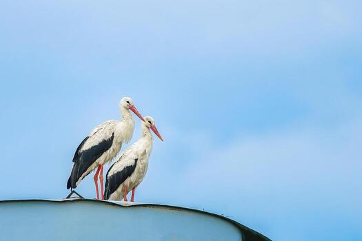 Storks Sitting on a Nest with Clouds on the Sky in the Background photo