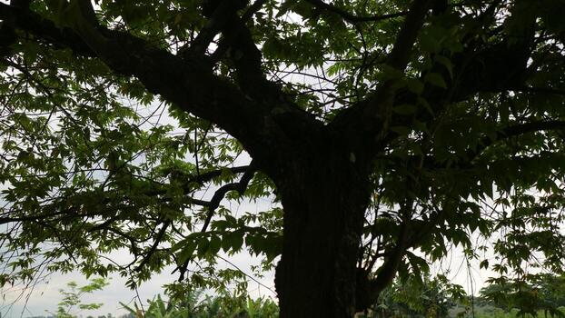 Large Tree with Dense Green Canopy in Nature photo