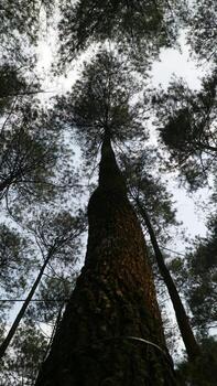 Low Angle View of Tall Trees in a Forest photo