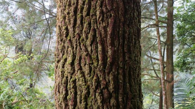 musgo cubierto árbol maletero en bosque foto