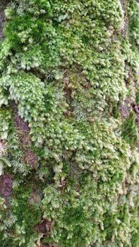 Green Moss Growing Densely on Tree Bark Surface photo