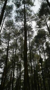 Tall Pine Trees in a Dense Forest photo