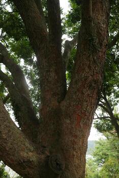 Close Up of Tree Trunk with Branches photo
