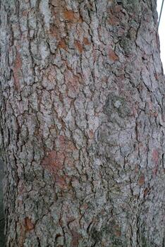 Close Up of Tree Bark Texture photo