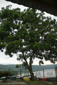 Tree by the Lake with Scenic View photo