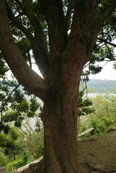 Majestic Tree by Scenic River View photo