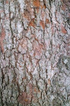 cerca arriba de rústico árbol ladrar textura foto