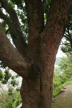 Close Up of Tree Trunk with Textured Bark photo