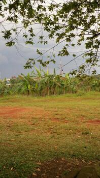 Serene Landscape with Banana Trees and Cloudy Sky photo