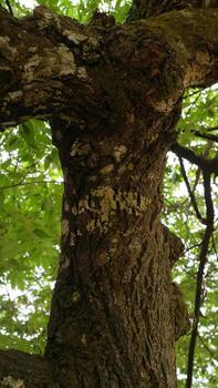 cerca arriba de árbol maletero con rústico texturizado ladrar foto