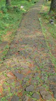 Roca ruta en bosque ajuste foto