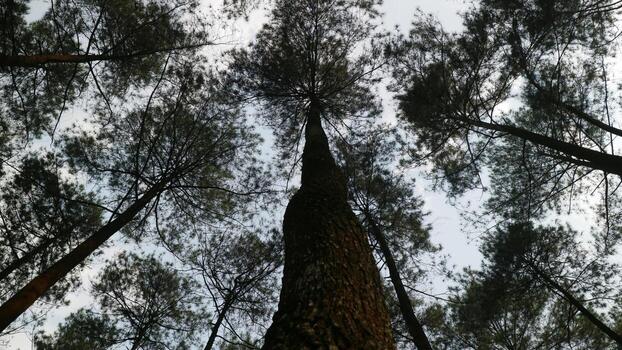 hacia arriba ver de alto pino arboles foto