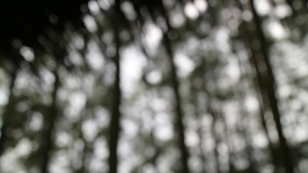 Abstract Blurry Forest Trees with Soft Natural Light photo