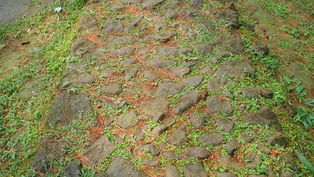 antiguo Roca camino cubierto con musgo y seco pino agujas foto