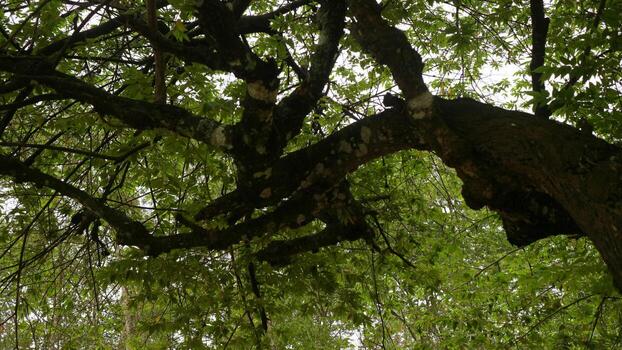 Tree Branches with Lush Green Leaves photo