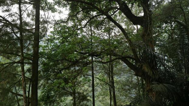 tranquilo bosque pabellón con lozano verdor y alto arboles foto