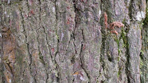 Close Up of Tree Bark with Moss photo