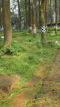 Forest Path with Checkered Tree Markings photo