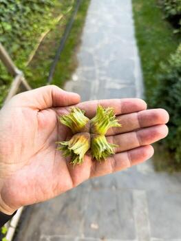 Hazelnut in a man hand, unpeeled, in the skin, just picked from the tree the nut grows on the tree, the nut tree, hazelnut photo