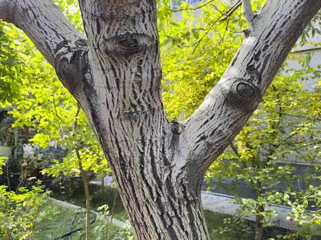Old tree, tree with thick branches, white tree. A tree trunk with few holes photo