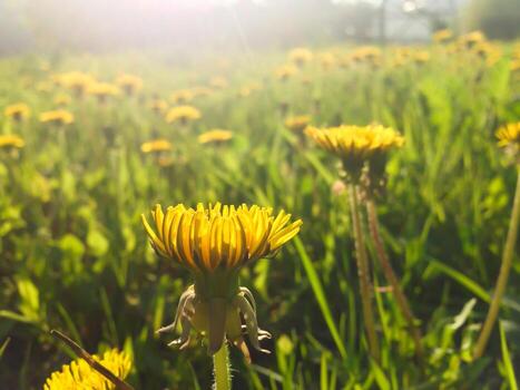 Yellow dandelion in the foreground and a field of dandelions in the background flowers clear weather photo