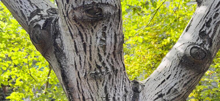 Old tree, tree with thick branches, white tree. A tree trunk with a few holes in it closeyp photo