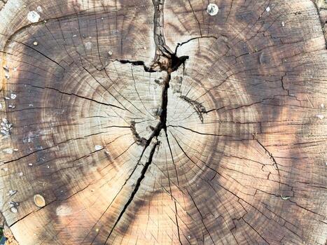 Background of wood in section, tree bark. A large piece of wood with a hole in the middle closeup photo