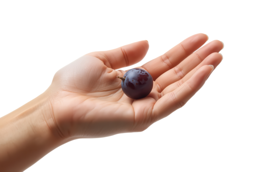 un' avvicinamento Caratteristiche un' di persona Aperto palma offerta un' singolo buio uva contro un' trasparente sfondo. png