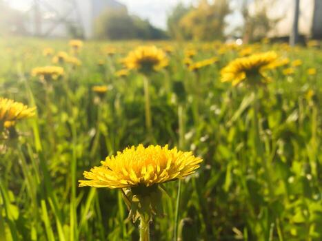 Yellow dandelion in the foreground and field dandelions in the background, flowers in clear weather photo
