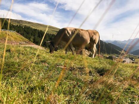 A beige cow eats grass on the hills of the mountains in Andorra Two cows are grazing in a field close up photo