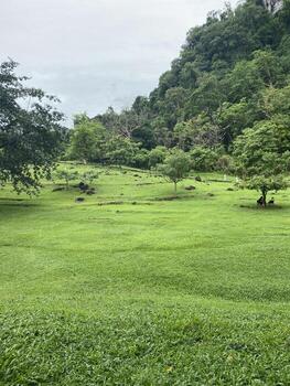 Lush Green Field Landscape with Rolling Hills and Cloudy Sky photo