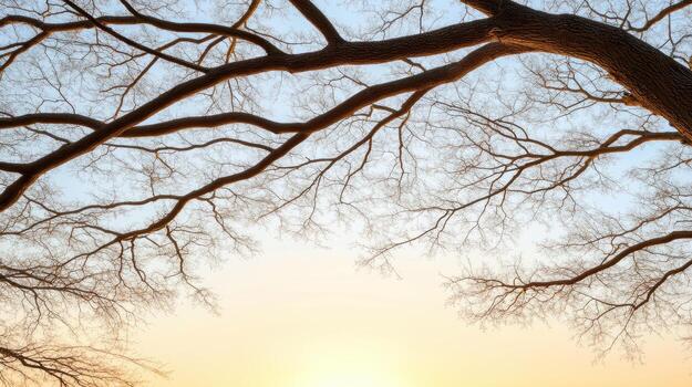 A tree with bare branches at sunset photo