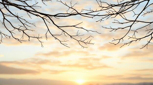 A tree branch is silhouetted against a sunset photo