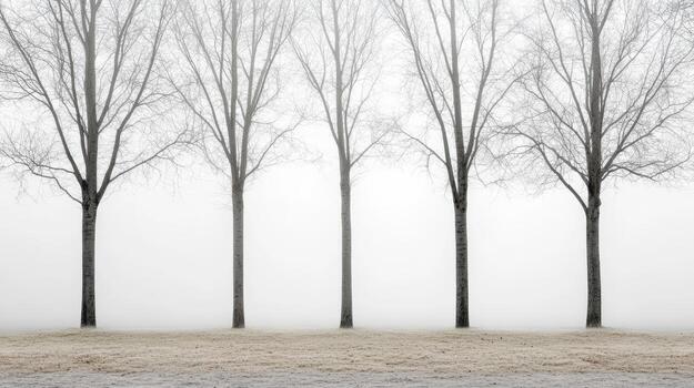 A black and white photo of trees in the fog