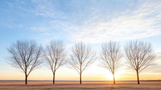 Four trees in a field with a sunset in the background photo