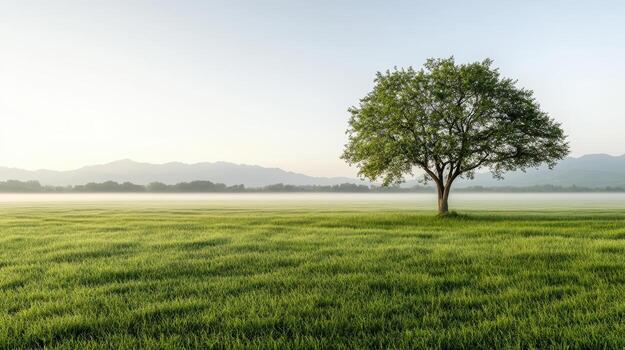 A lone tree stands in a green field with fog photo